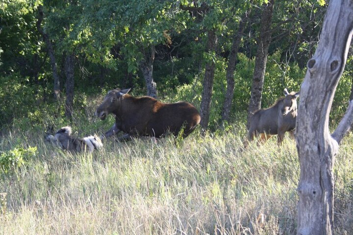 Ученый СГУ прокомментировал двукратный рост популяции оленей в Саратовской области